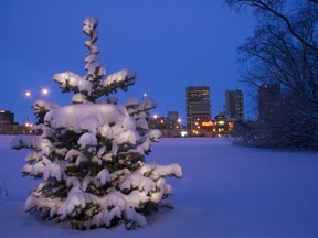 A snow-covered tree adds a little natural beauty to Winnipeg's downtown skyline. (ROSS PENNER/For The Winnipeg Sun)