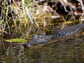 An alligator swims in the Everglades swamp. (Shutterstock)