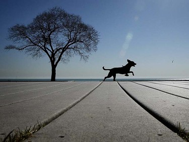 A dog runs along the boardwalk at in Toronto, March 16th, 2010. (Dave Abel / QMI Agency)