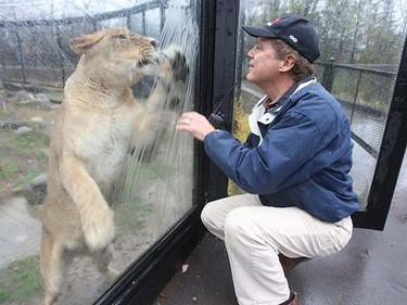 A female lion plays with Dr. Bob Wrigley at the Assiniboine Park Zoo in Winnipeg, Tuesday, October 26, 2010. CHRIS PROCAYLO/ QMI AGENCY