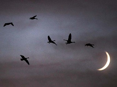 Canada Geese fly past the rising moon in Ottawa Monday Nov 8, 2010. (ANDRE FORGET/QMI AGENCY)