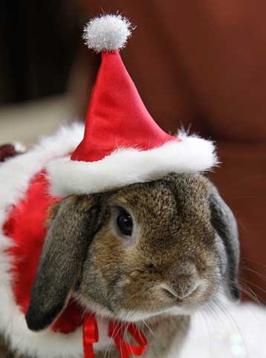 A pet rabbit is dressed as Santa Claus at a photo event to celebrate Christmas and the Year of the Rabbit at a pet rabbit shop in Yokohama, south of Tokyo, Dec. 21, 2010. The year 2011 is the Year of the Rabbit on the Chinese zodiac calendar.  (REUTERS)