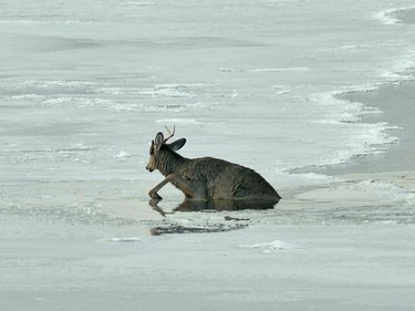 Ottawa firefighters stood by in a rescue raft Monday morning while a deer, trapped in thin ice at Dows Lake, extricated itself and walk away safely. The deer broke through a couple of times during the 8 a.m., incident. "He was having a lot of difficulty walking on the ice and was at risk of breaking a leg whenever his legs slipped from underneath him," said fire department spokesman Marc Messier. "He appeared to have injured a front leg, possibly a cut from the sharp ice, but still managed to make its way back." MNR officers were called in case the deer headed for populated areas, but it made its way around the edge of the ice to the nearby arboretum. (Ottawa Fire Department photos)