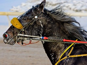 A harness racing horse gets a morning workout on a cold foggy morning. (AMBER BRACKEN/QMI AGENCY)
