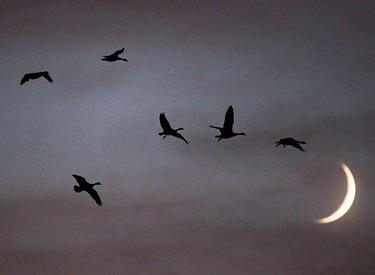 Canada Geese fly past the rising moon in Ottawa Monday Nov 8, 2010. ANDRE FORGET/QMI AGENCY