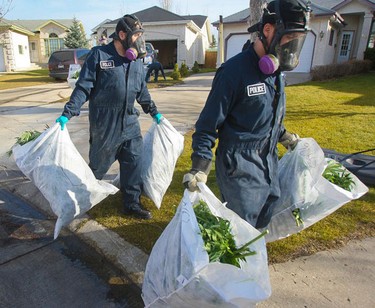 Winnipeg police pulled an estimated 600 marijuana plants and growing gear from a south St. Vital home on Tuesday, November 9, 2010. CHRIS PROCAYLO/QMI AGENCY