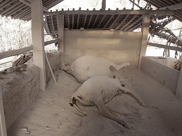 Dead cows are covered by ash from the Mount Merapi eruption at Kaliadem village in Sleman, near the ancient city of Yogyakarta, October 27, 2010. (Reuters)
