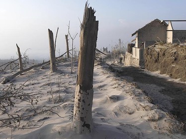 Burnt trees are seen, after Mount Merapi erupted, in the ash covered village of Kinarrejo in Sleman, near the ancient city of Yogyakarta, October 27, 2010. (Reuters)