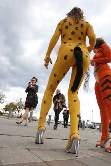 Sexy PETA supporters, whose bodies were painted to resemble tigers, leopards, and cows were in front of Direct Energy Centre on Tuesday Oct. 19, 2010  told attendees of Toronto Fashion Week that animals suffer for the fur, leather, and exotic-skins industries.  (CRAIG ROBERTSON, Toronto Sun)