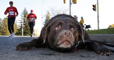 Oct 17/2010 The 2010 5K and 10K MADD Dash took place in Kanata Sunday. Hundreds of runners were out running and enjoying the warm fall weather. Tori the Lab ran the 5K with her owner but decided to stop and rest with only 100 yards to go to the finish line.   Tony Caldwell/Ottawa Sun