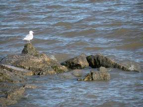 A critter hangs out at Lake Winnipeg about one mile south of Arnes, Man. during the summer of 2010. (RIC HORNSBY/for The Winnipeg Sun)