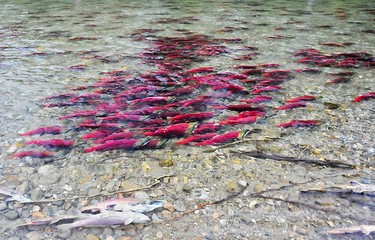 Record numbers of crimson red salmon congregate along the Adams River in the Shuswap area of British Columbia on Oct. 10, 2010. The fish come here to mate and die with this year's numbers estimated to be around six million. (QMI Agency)
