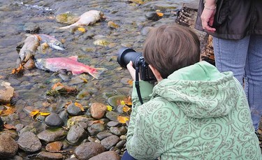 One of many tourists takes photos of dead sockeye salmon along the Adams River in the Shuswap area of British Columbia on Oct. 10, 2010. The fish come here to mate and die with this year's numbers estimated to be around six million. (QMI Agency)