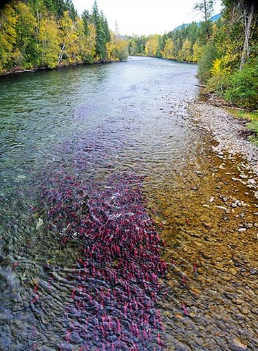 Millions of crimson red salmon congregate along the Adams River in the Shuswap area of British Columbia on Oct. 10, 2010. The fish come here to mate and die with this year's numbers estimated to be around six million. (QMI Agency)