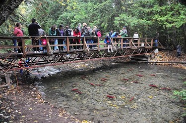 Tourists watch from overhead as crimson sockeye salmon move along a creek near the Adams River on Oct. 10, 2010. The fish come here to mate and die with this year's numbers estimated to be around six million. (QMI Agency)