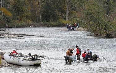 Volunteers and staff from Fisheries and Oceans Canada carry out research as tourists watch from the opposite side of the Adams River on Oct. 10, 2010. The fish come here to mate and die with this year's numbers estimated to be around six million. (QMI Agency)