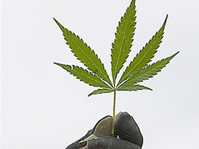 Marijuana plant. (file photo)