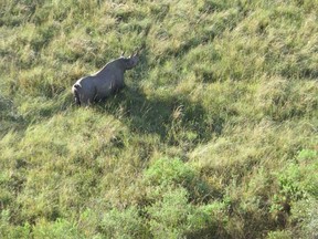 A black rhino. (Mike Strobel/QMI Agency)