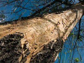 A tree along Prince of Wales affected by the emerald ash borer. (Darren Brown/OTTAWA SUN)