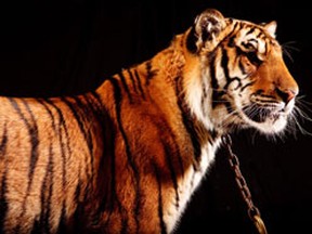A tiger.
(HO/Bowmanville Zoo)