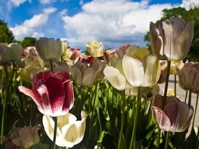 Tulips in Major's Hill Park. Thursday May 6,2010. (ERROL MCGIHON/THE OTTAWA SUN)