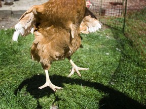 One woman with backyard chickens hopes the city won't stay chicken forever about allowing the birds in city limits. (Ernest Doroszuk/Toronto Sun)