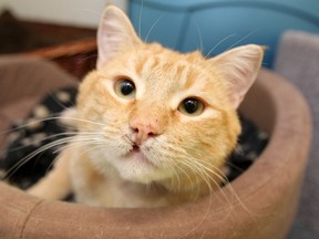 Two-year-old cat Snicklefritz Lipz is available for adoption at D'Arcy's A.R.C. (Animal Rescue Centre). Call 888-2266 for details. (Jason Halstead/WINNIPEG SUN)