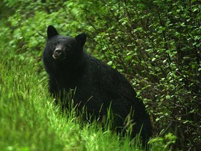 Black bear, file photo.  MIKE DREW/POSTMEDIA NETWORK