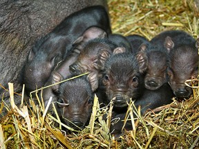These eight piglets were born to a pot-bellied pig that was found, along with two others, behind a vacant house in Navan. The Ottawa Humane Society is looking for homes for the pigs. OHS photo
