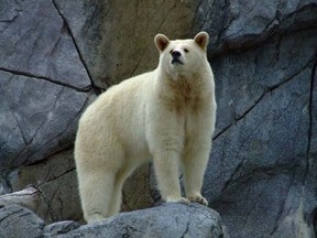 Mexican hunters were fined $80,000 after failing to get a permit to export polar bears they killed home with them. (Marc Evans/FOR SUN MEDIA)