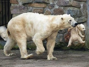 Two newborn polar bear cubs are seen with their mother Huggies on their first day out at the Netherlands' Ouwehands Zoo on March 17, 2009. The polar bear twins were born December 14, 2008. (REUTERS)