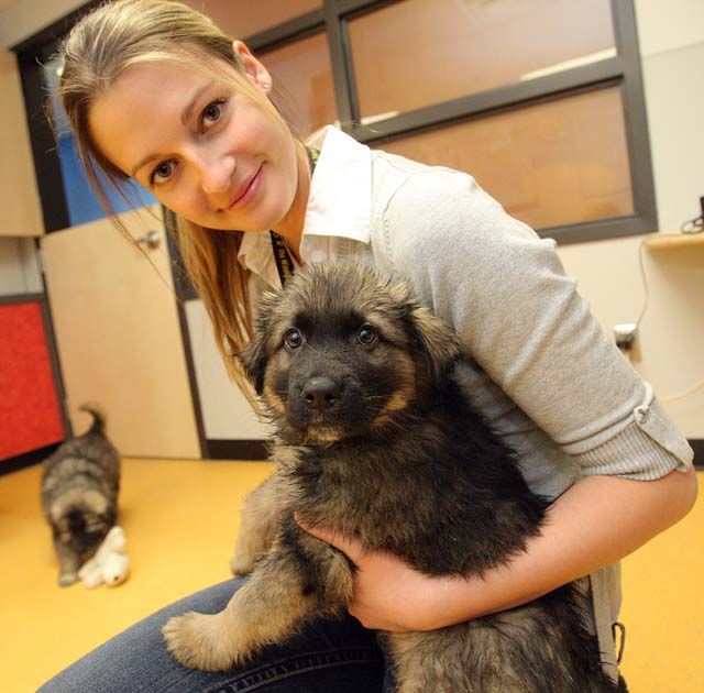 Dogs for sale Winnipeg Sun