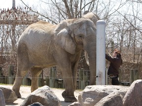 Toka, one of three elephants currently living at the Toronto Zoo. (Toronto Sun files)