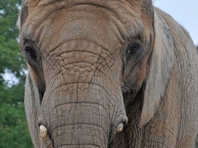 Iringa the elephant at the Toronto Zoo.