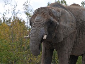Thika the elephant at the Toronto Zoo. (Supplied photo)