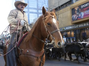 A cowboy herds steers along Jasper Avenue during the River City Roundup at Sir Winston Churchill Square in Edmonton on Saturday, November 6, 2010.    (CODIE MCLACHLAN / EDMONTON SUN)