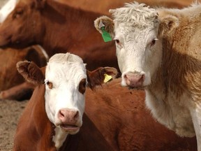 Researchers have found a link between methane production and how much archaeol is present in cattle feces. (QMI Agency/Kevin Udahl, file)