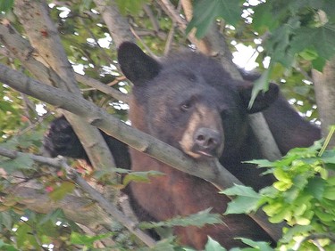 Susan Hindle snapped this image of a bear in her neighbour's tree in along Equestrian Dr. in Kanata on Wednesday, June 8. The bear was tranquilized and removed by MNR officers. (SUSAN HINDLE Submitted image)