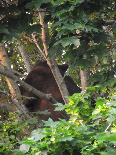 Wednesday, June 8, 2011 Ottawa -- Susan Hindle snapped this image of a black bear in her neighbour's tree along Equestrian Dr. in Kanata on Wednesday, June 8. The bear was tranquilized and removed by MNR officers. 
SUSAN HINDLE/Submitted photo.