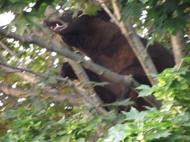 Wednesday, June 8, 2011 Ottawa -- Susan Hindle snapped this image of a black bear in her neighbour's tree along Equestrian Dr. in Kanata on Wednesday, June 8. The bear was tranquilized and removed by MNR officers. 
SUSAN HINDLE/Submitted photo.