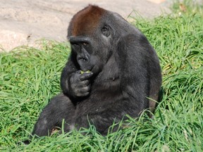 A gorilla sits in its enclosure at the Calgary Zoo. SUN FILE PHOTO