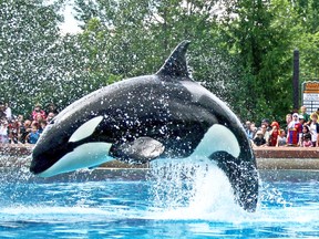 Ikaika, a  whale at the centre of a dispute between Marineland and SeaWorld, is shown at Marineland in 2008.  (Emilie Giguere/Special to QMI Agency)