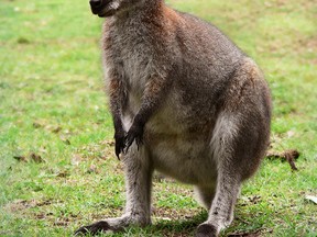 Picture of a wallaby.