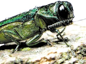 The highly destructive emerald ash borer. (QMI Agency files)