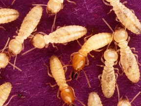 Termites can drop neighbourhood property values by up to 25%, according to the Canadian Concrete Masonry Producers Association.