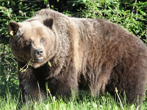 Grizzly bear in Banff National Park. (File)