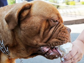 Nothing prevents Moe, a French Bordeaux dog, from eating a soft-serve cone within seconds at the Ice Box on Thursday, July 21, 2011 in Port Colborne, Ont. Animals and humans alike needed to keep cool Thursday during the heat wave.
EDDIE CHAU / WELLAND TRIBUNE / QMI AGENCY