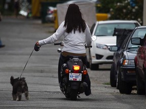 A woman rides a scooter while taking her dog for a walk in downtown Vancouver, British Columbia July 30, 2011. REUTERS/Andy Clark (CANADA - Tags: SOCIETY ANIMALS TRANSPORT)