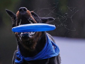 A dog catches a frisbee during the Russian dog frisbee championship in Moscow August 6, 2011. Dogs and their owners took part in a variety of distance and accuracy competitions to test their frisbee skills. REUTERS/Sergei Karpukhin  (RUSSIA - Tags: SOCIETY ANIMALS)