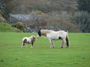 Island pony and horse are pals on a hillside meadow. Ian Robertson/QMI Agency